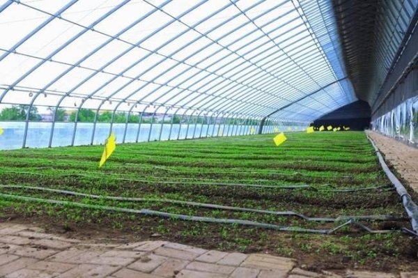 科技赋能设施农业 辽源这一产业园果蔬全年不间断供应